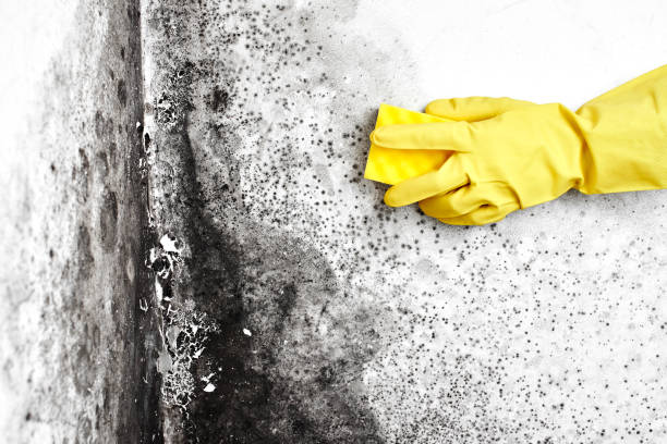 Best Basement Mold Removal  in Fulshear, TX